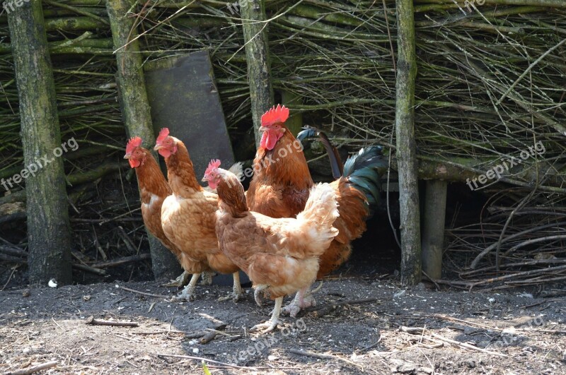 Rooster Chicken Chickens Poultry Farm