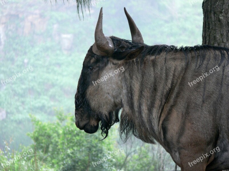 Blue Wildebeest Gnu Brindled Wildebeest Wildlife