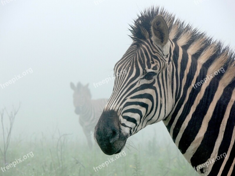 Zebra Mist Ghostly Silhouette Stripes