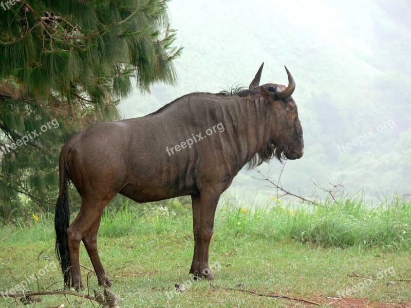 Blue Wildebeest Gnu Brindled Wildebeest Wildlife