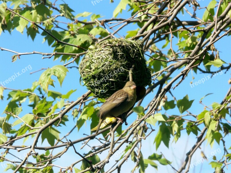 Black Masked Weaver Bird Nest Grass Clever