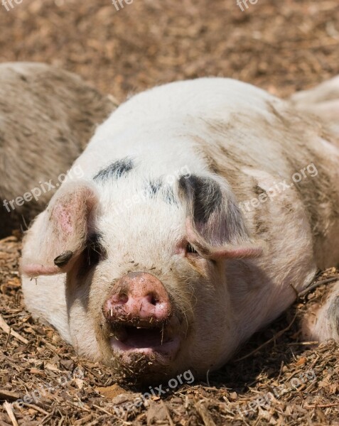 Piglet Pig Cute Piggy Snout