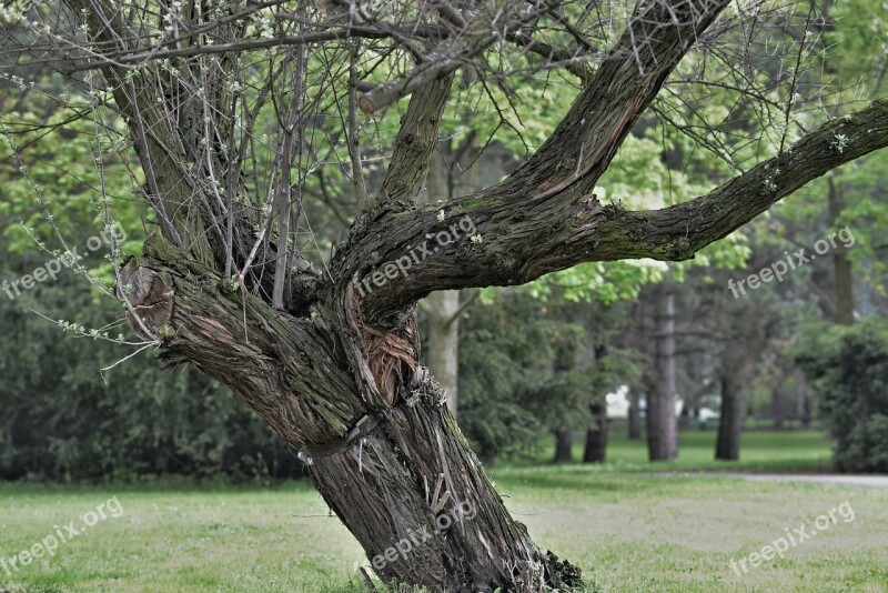 Tree Wood Detail Brown Structure