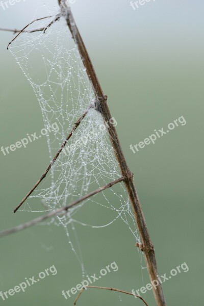 Dew Morning Cobweb Spider Spring