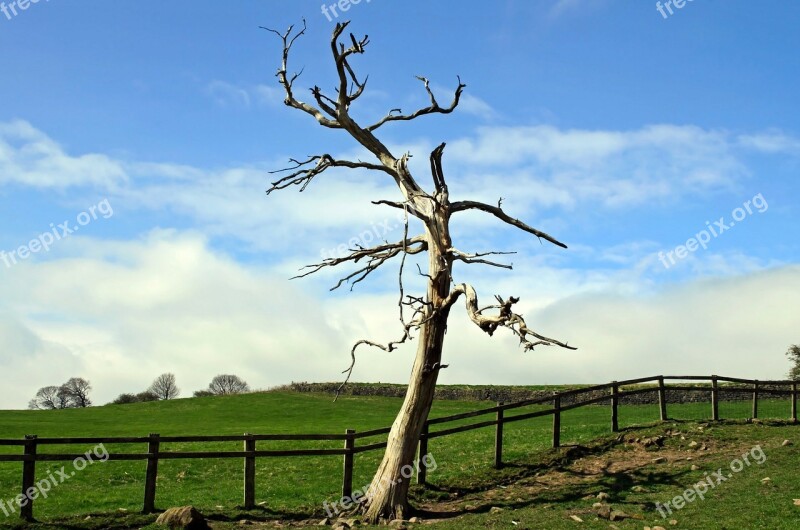 Tree Branch Branches Nature Landscape