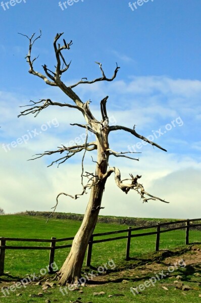 Tree Branch Branches Nature Landscape