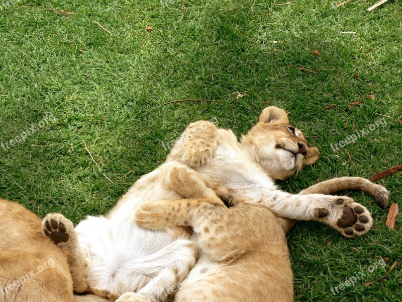 Lion Cub Play Wild Wildlife