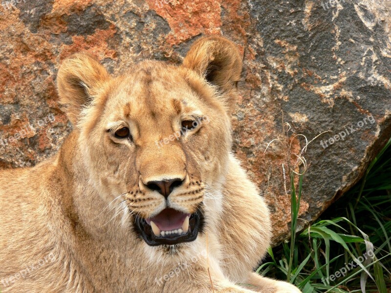 Lion Lioness Cat Leo Wild