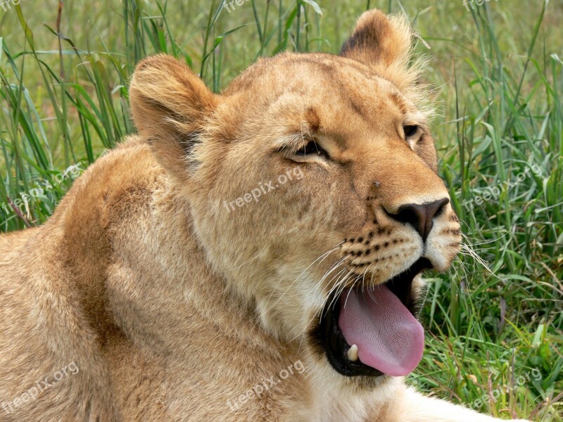 Lion Lioness Yawn Tired Cat