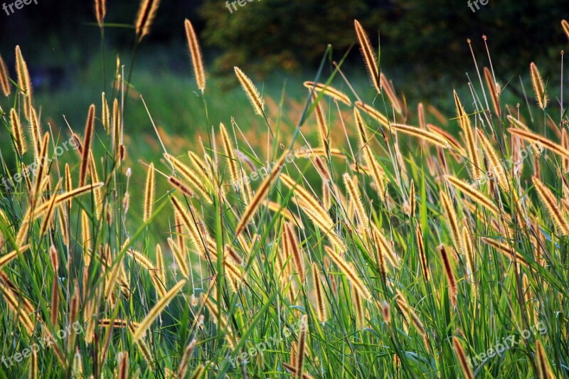 Grass Seed Golden Seeds Long Seeds Brown Seed Field