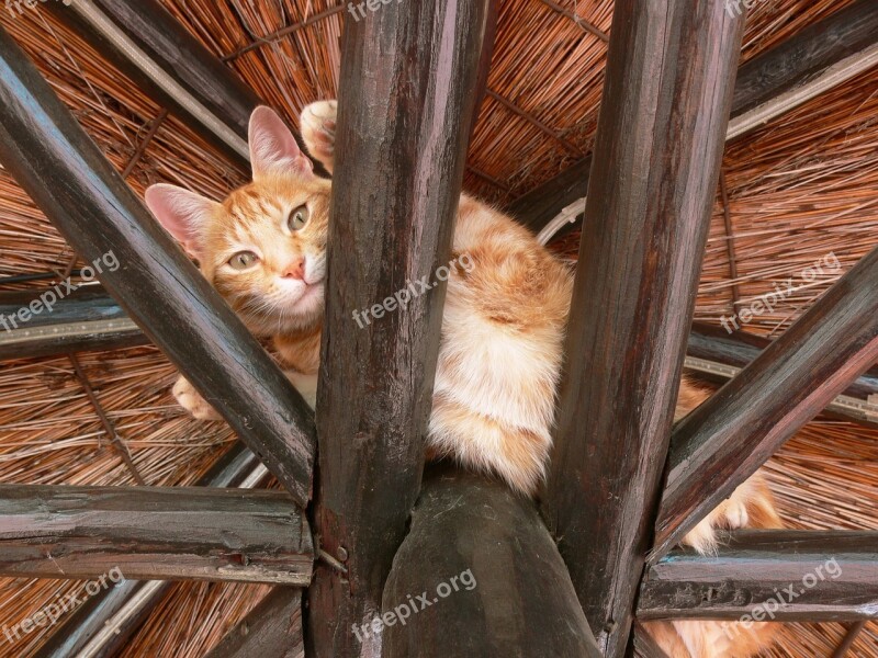 Cat Ginger Paws Rafters High