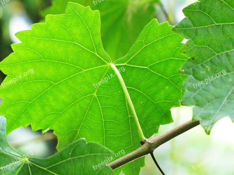 Leaves Vine Muscadine Green Fruit