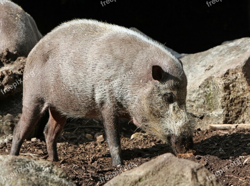 Pig Bearded Pig Animal Wild Wildlife