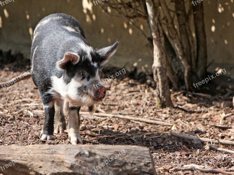 Pig Kune Kune Close-up Cute Animal