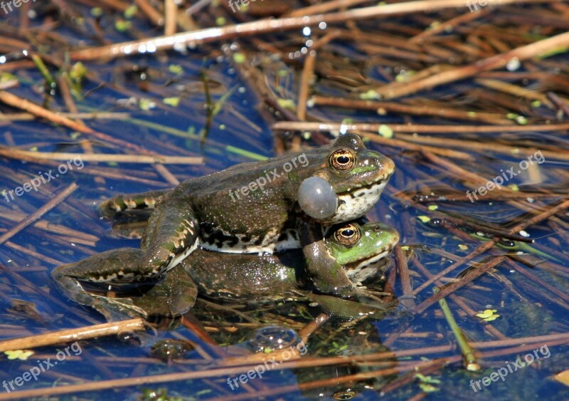 Frog Frogs Mating Amphibian Amphibians