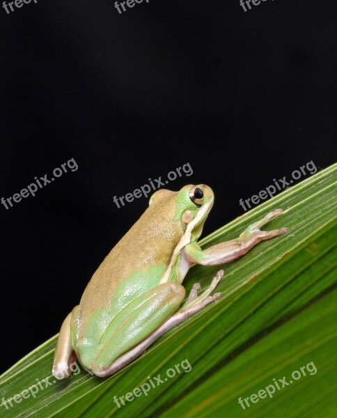 Frog Close-up Macro Portrait Details