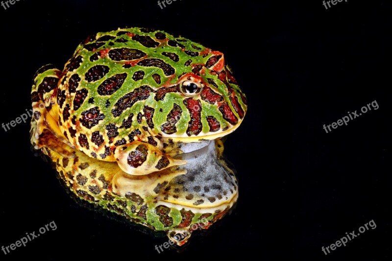 Frog Macro Close-up Portrait Details