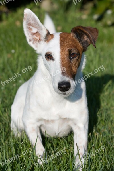 Fox Terrier Smooth Fox Terrier Miniature Smooth Fox Terrier Dog Miniature