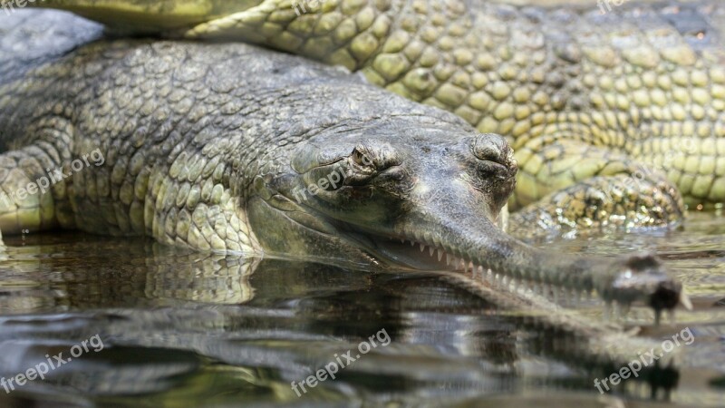 Gavial Gharial Alligator Animal Close-up