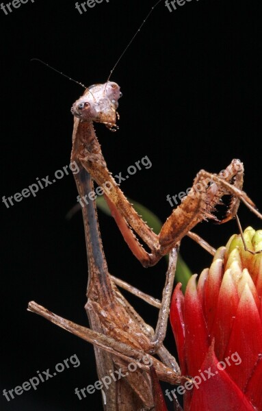 Praying Mantis Close-up Macro Portrait Details