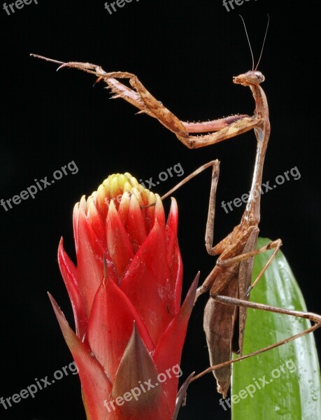 Praying Mantis Close-up Macro Details Portrait