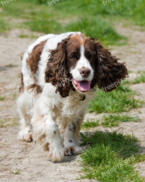 Spaniel Dog Springer Springer Spaniel English Springer Spaniel