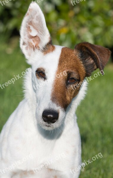 Fox Terrier Smooth Fox Terrier Miniature Smooth Fox Terrier Dog Miniature