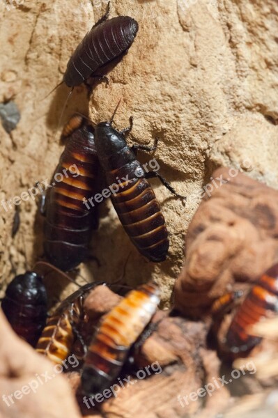 Cockroaches Animal Beetle Bug Cockroach