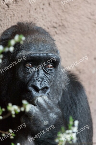 Africa Animal Ape Big Black