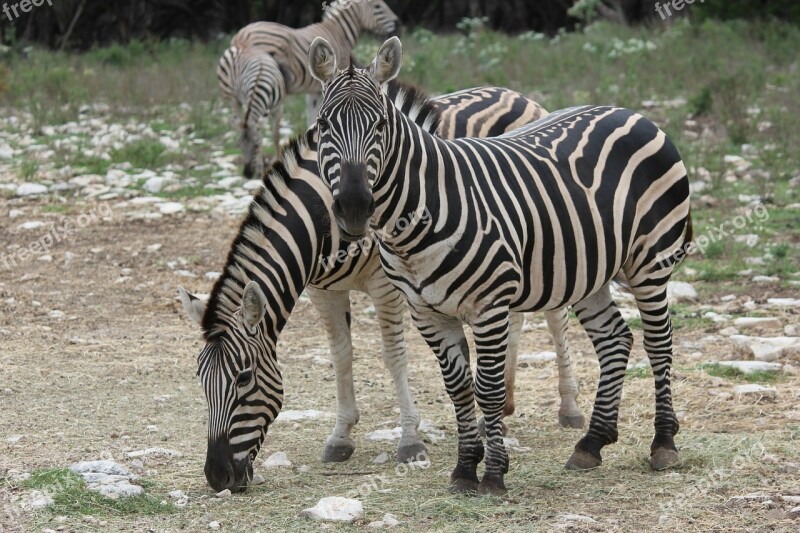 Zebra Animal Wild Stripes Eating