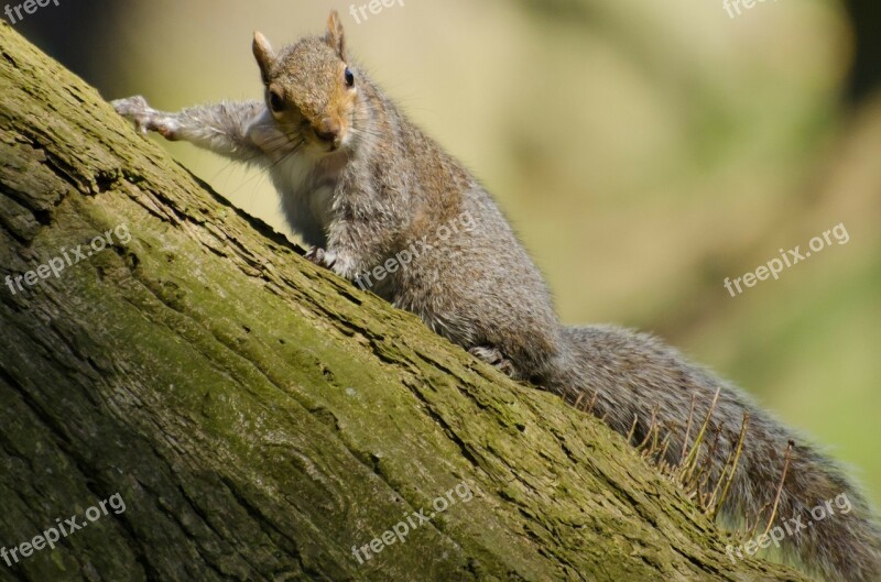 Squirrel Tree Mammal Paw Tail