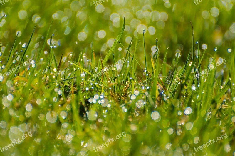 Grass Grassy Stalks Green Background