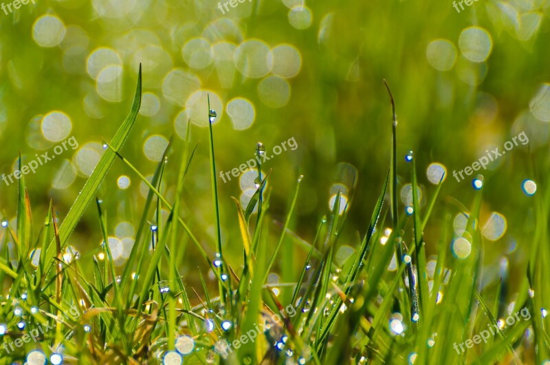 Grass Grassy Stalks Green Background