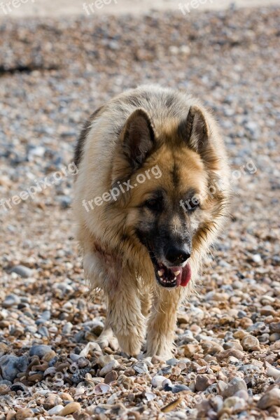 German Shepherd Alsatian Dog Animal Pet