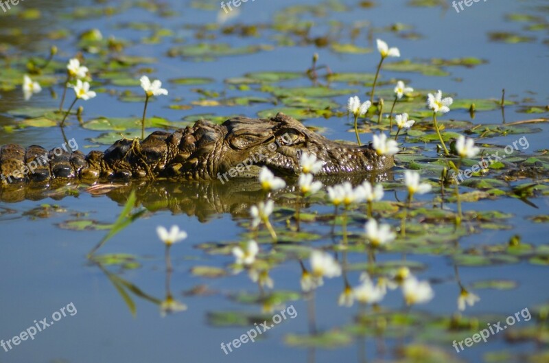 Alligator Crocodile Animal Reptile Hunter