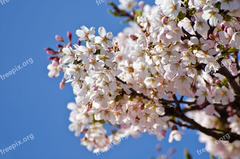 Spring Tree Branch Branches Seasons