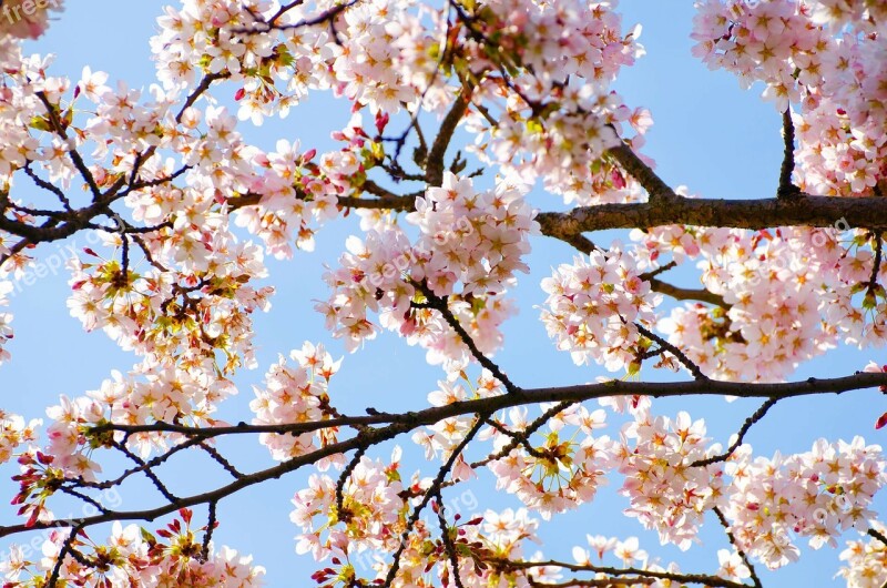 Spring Tree Branch Branches Seasons