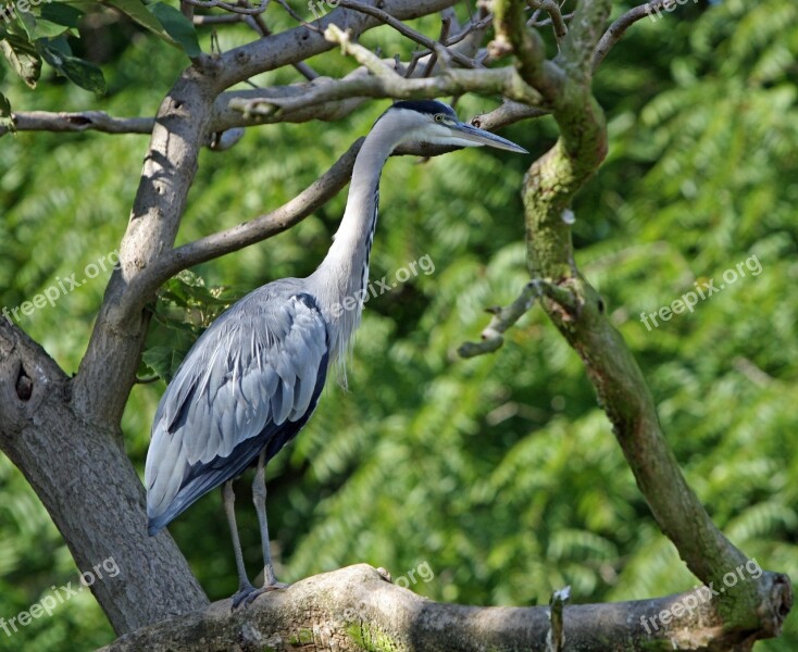 Heron Bird Animal Wildlife Tree