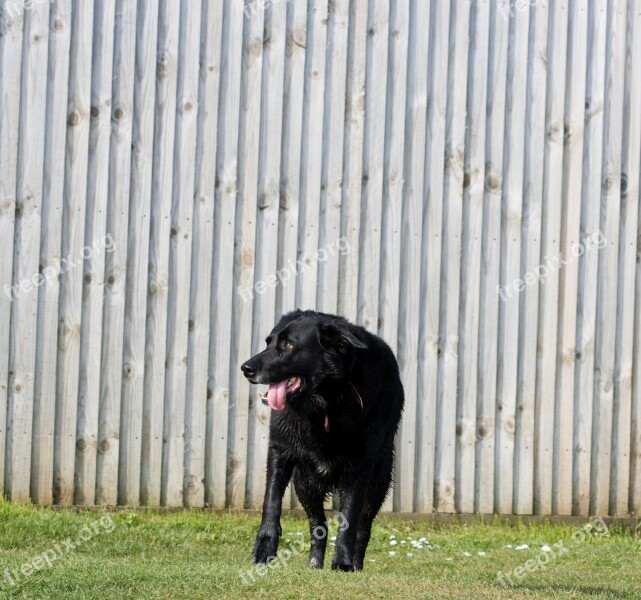 Dog Black Labrador Standing Grass