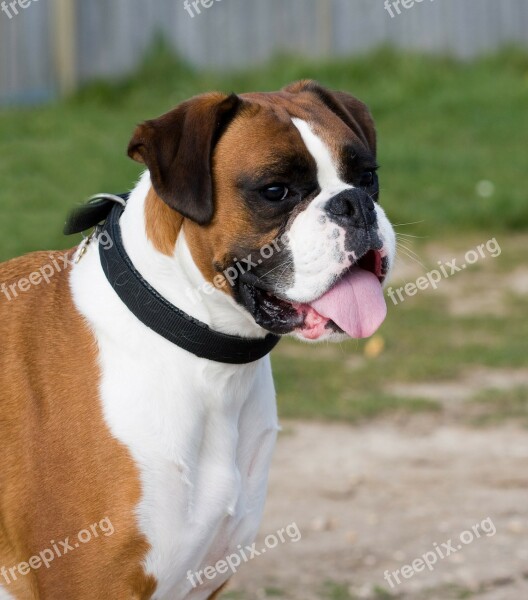 Boxer Dog Canine Pet Animal