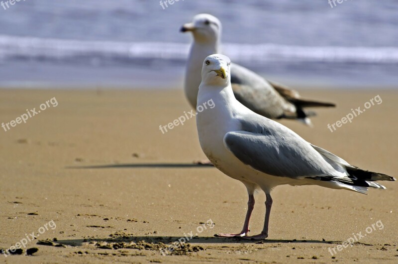 Seagull Bird White Sea Gull