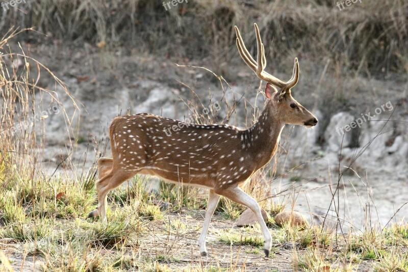 Deer Spotted Stag India Cheetal