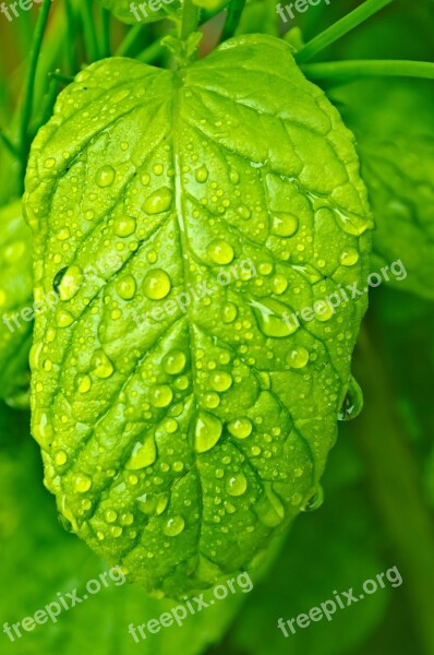 Drops Water Macro Leaf Leaves