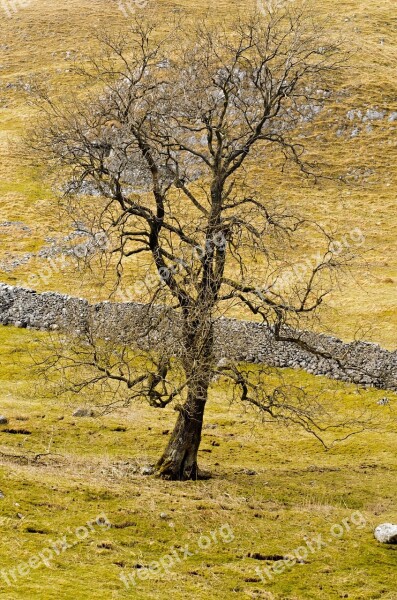 Tree Branch Branches Nature Landscape