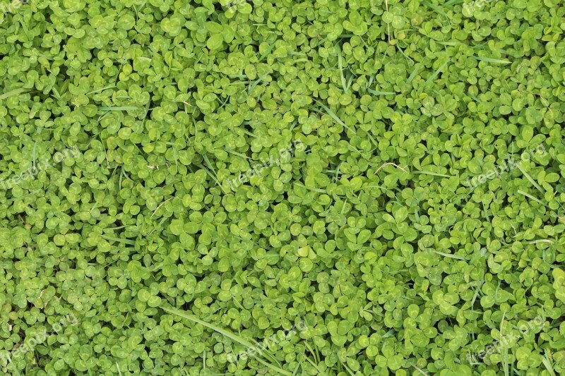 Green Spring Nature Background Clover