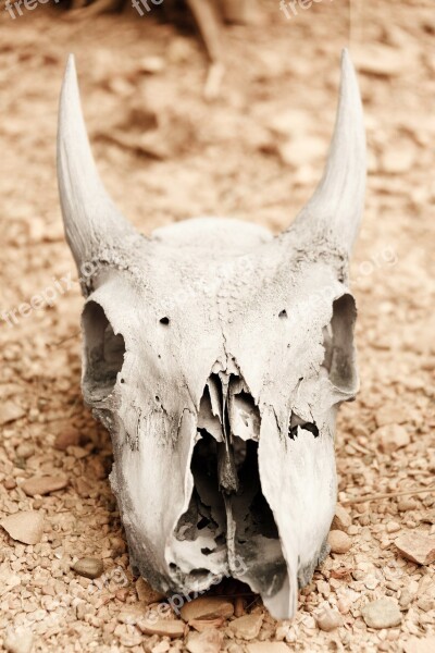 Animal Skull Arid Bone Dead Death