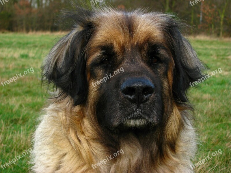 Dog Leonberger Animal Canine Pet