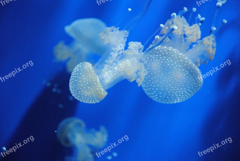 Jellyfish Ocean Sea Blue Nature