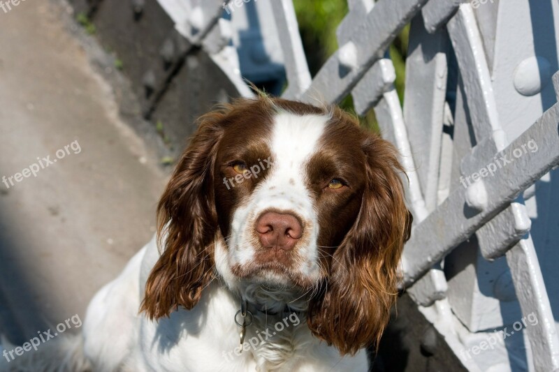 Dog Spaniel Springer Springer Spaniel English Springer Spaniel