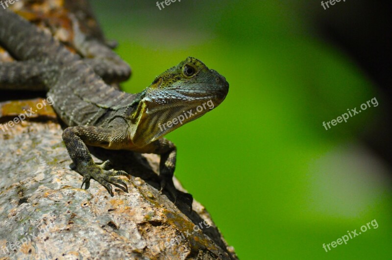 Eastern Water Dragon Lizard Reptile Cold-blooded Animal